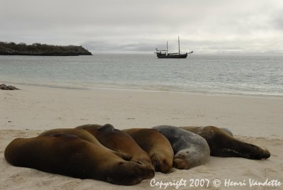 Sea Lions