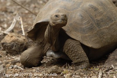 Giant Tortoises