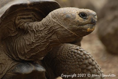 Tortoise  on San Crystobal 4790.JPG