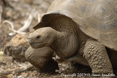 Tortoise  on San Crystobal  4773.JPG