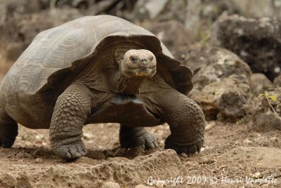 Tortoise  on San Crystobal  4784.JPG
