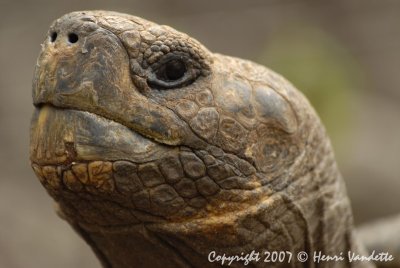 Tortoise  on San Crystobal  4802.JPG