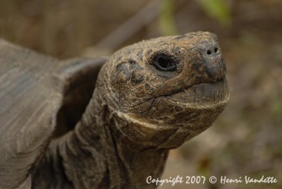 Tortoise  on San Crystobal  4806.JPG