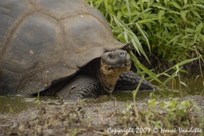 Tortoise  on Santa Cruz  3607.JPG