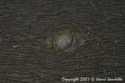 All Seeing Eye  4004.jpg