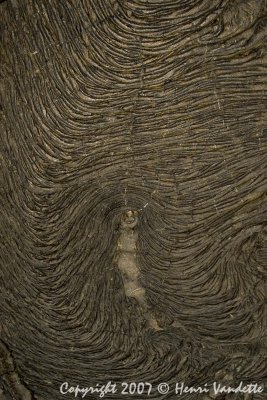 Embryo  4014.jpg
