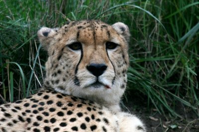 Cheetah Toronto Zoo