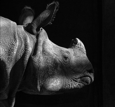 Rhino Toronto Zoo