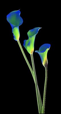 99-249-34M calla 1 768.jpg
