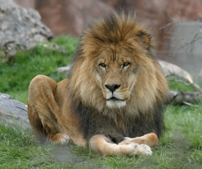 Toronto Zoo Lion