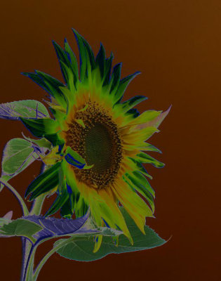 sunflower sol 768.jpg