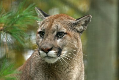 Cougar Toronto Zoo