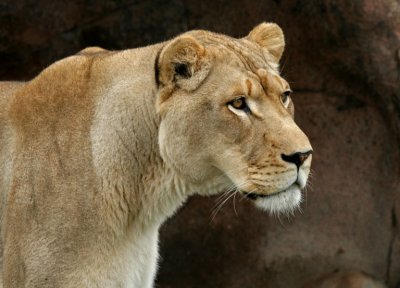 Lioness Toronto Zoo