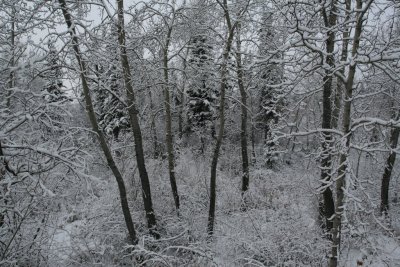 Trees in the Park