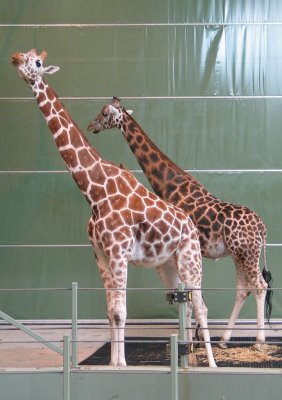 A Pair of Giraffes