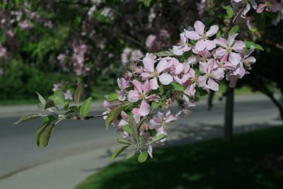 Blossoms