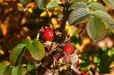 Early Winter Rose Hips
