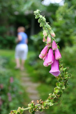 Fox Glove