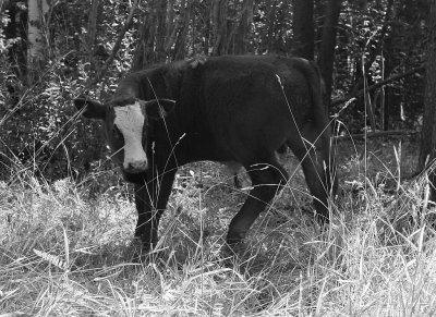 Startled Calf