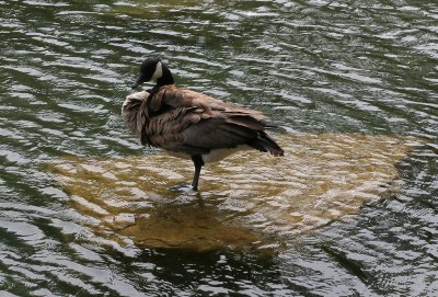Stepping Stones