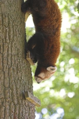 Red Pandas @ Marwell zoo