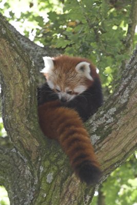 Red Pandas @ Marwell zoo