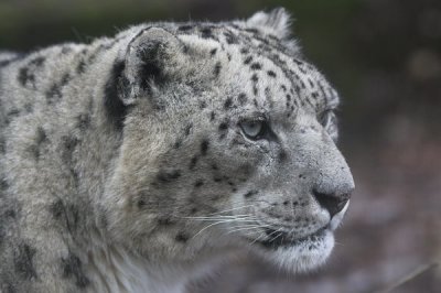 Snow Leopard at Marwell Zoo, Hampshire