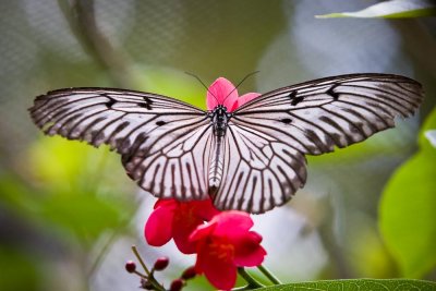 Bali Butterfly park
