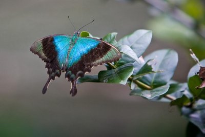 Bali Butterfly park