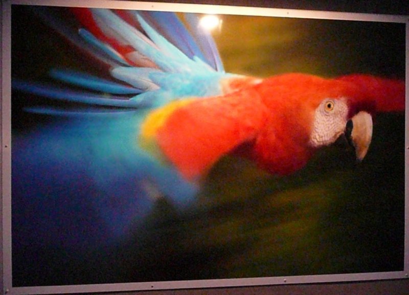 Macaw