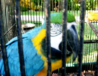 Macaw Close-up