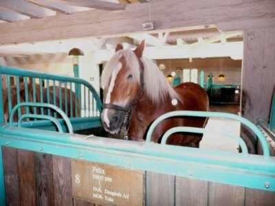 A Jutland Horse