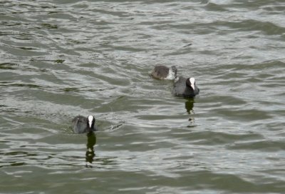 Interesting Ducks on the Canal near Hotel