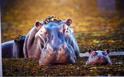 More Hippos