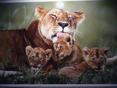 Momma and Cubs