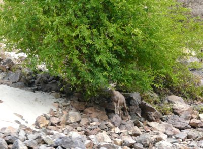 Young Bighorn Sheep in Hell's Canyon