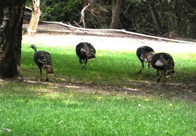 Wild Turkey's in Butch's (Boat Cpt) Orchard
