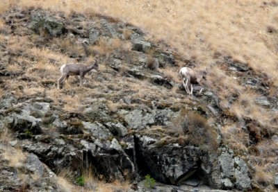 Bighorn Sheep On the Rocks