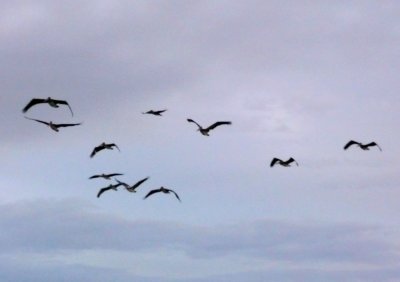 Flock of Pelicans Over Aft Deck