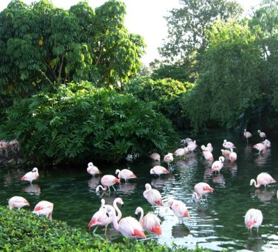 SeaWorld Flamingos