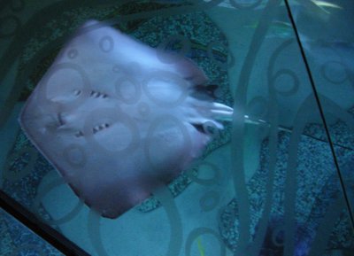 Sting Ray Swimming Upside Down
