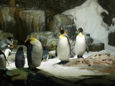 Seaworld Penguins