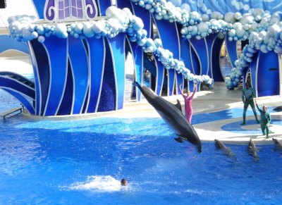 Dolphin Show 2