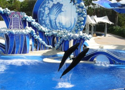Dolphin Show 5