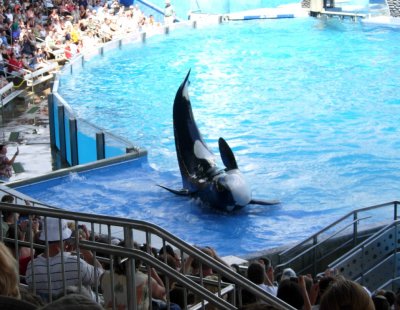 Shamu Show