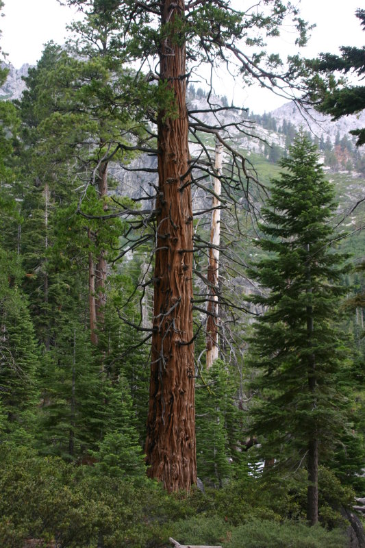 Easy to climb