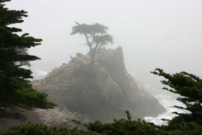 Lone cypress in fog