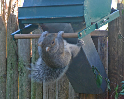 Squirrel chin up
