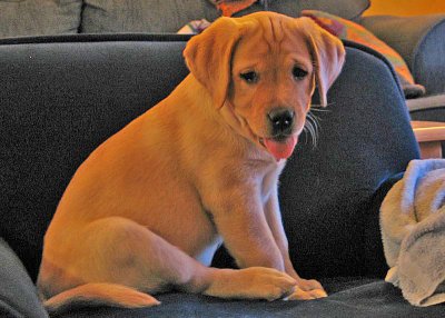Lucy at eight weeks