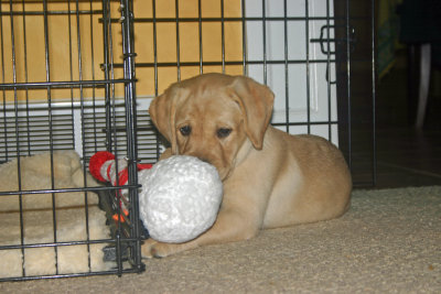 Gee this toy smells real bad